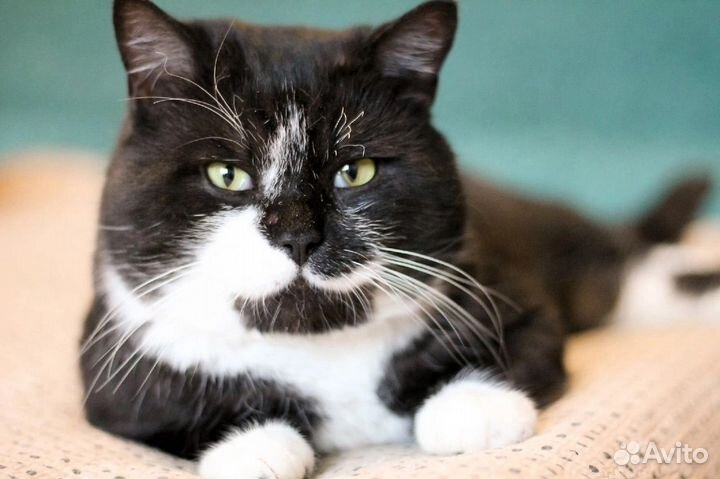 Балу ищет дом