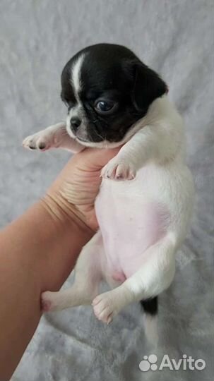 Курносые супер малыши