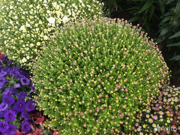 Хризантемы мультифлора