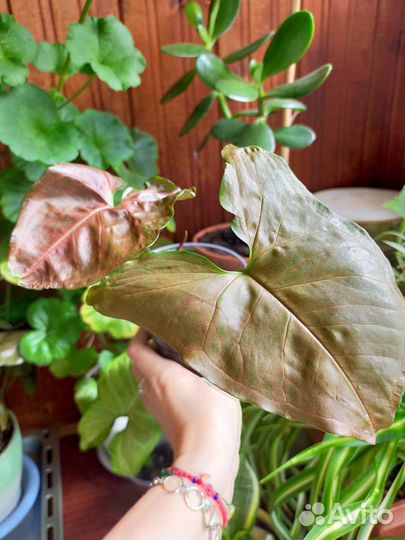 Сингониум Кристмасс