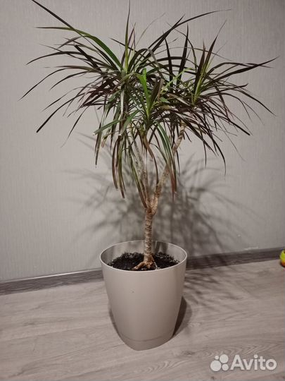 Драцена (пальма)