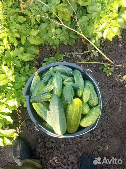 Продам картофель