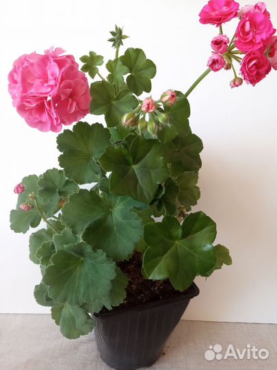 Герань пеларгония