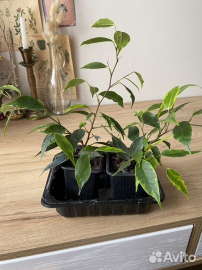 Комнатные растения цветы, строманта