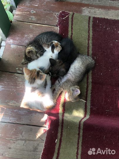 Котята в добрые руки