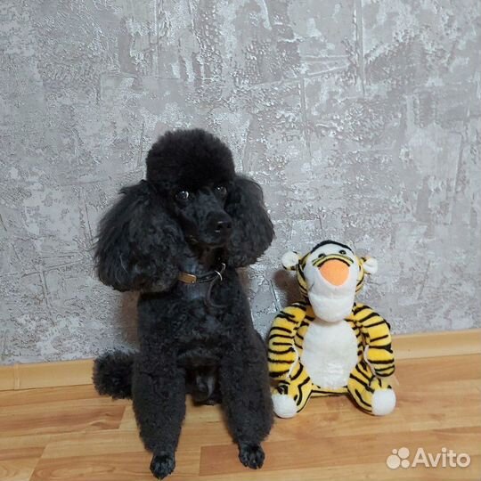 Вязка карликового пуделя