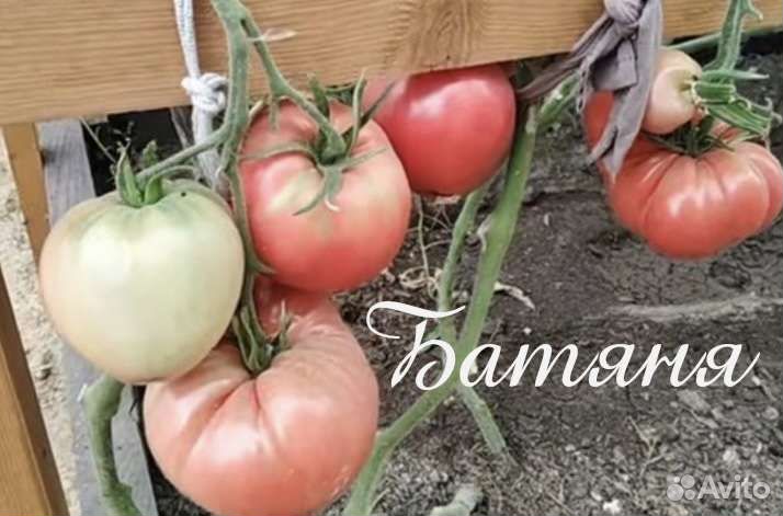 Рассада кабачков, тыквы, томатов