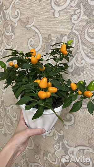 Перец острый сладкий женщинам мужчинам