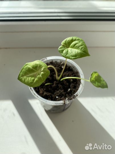 Калладиум сортовой