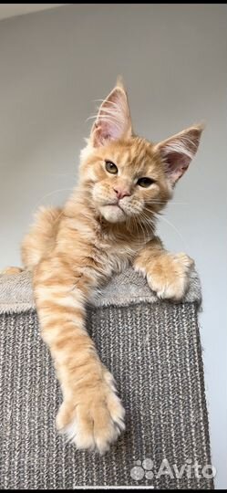 Мальчик мейн кун