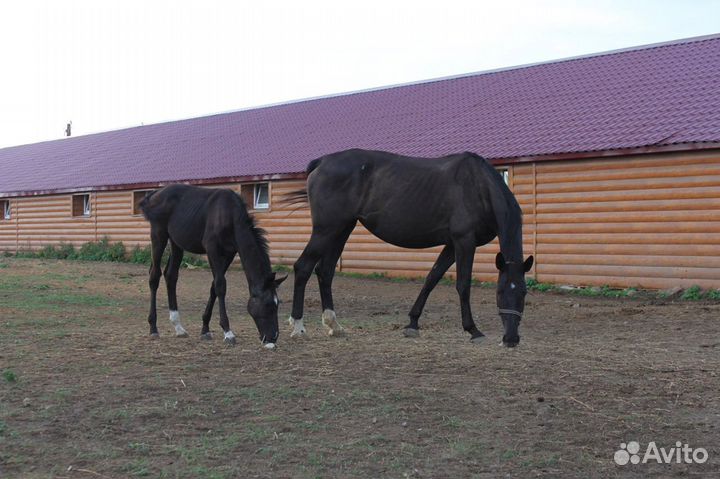 Постой лошадей