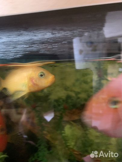 Аквариумные рыбки