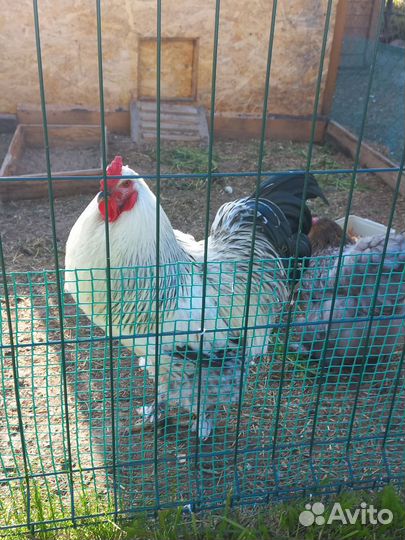 Продам петуха