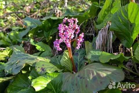 Барвинок, бадан