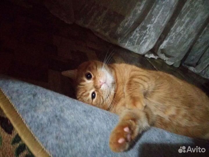 Передержка кошек(тов), собак и их выгул