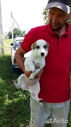 Ищем любящие ручки