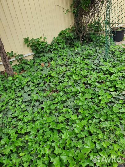 Садовые цветы и растения