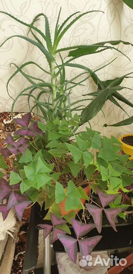 Домашние растения