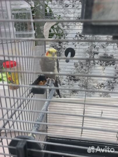 Попугай корелла с клеткой
