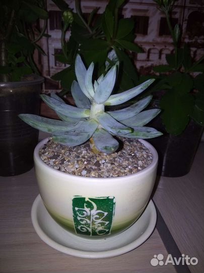 Pachyphytum, Hatiora, Crassula, Graptopetalum