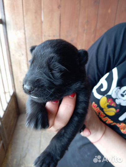 Щенки немецкой овчарки