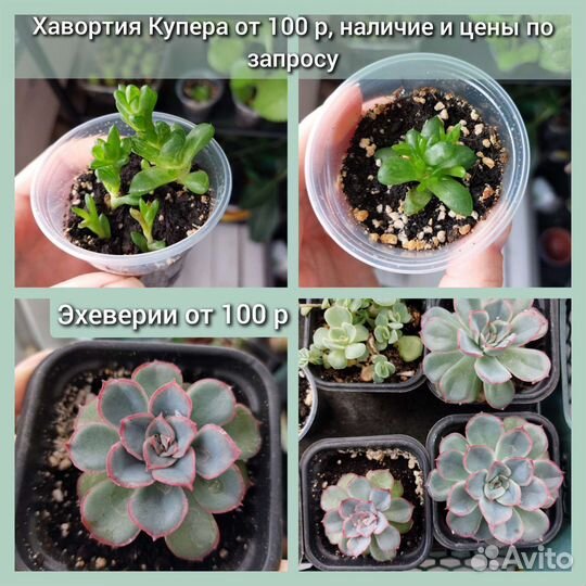 Комнатные цветы, суккулент отростки