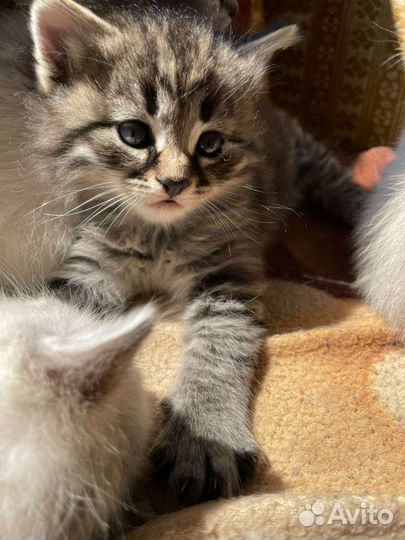 Беленький мальчик в добрые руки