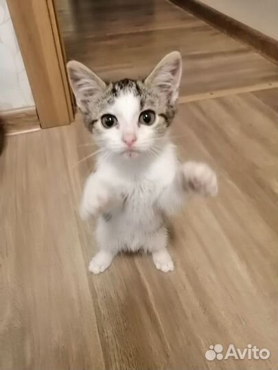 Котенок в добрые руки