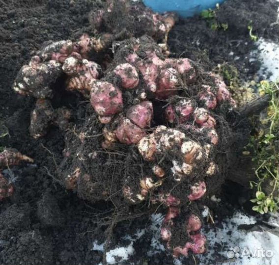 Топинамбур Четыре сорта