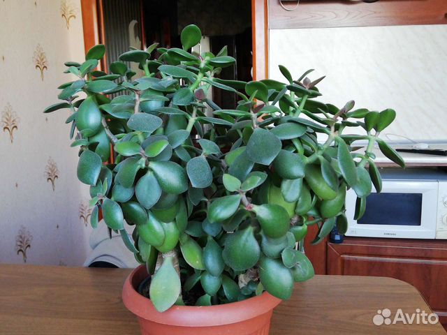 Красула толстянка, в одном горшке 5шт