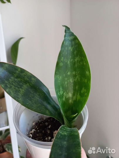 Комнатные растения