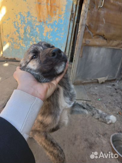Собака в добрые руки отдам бесплатно