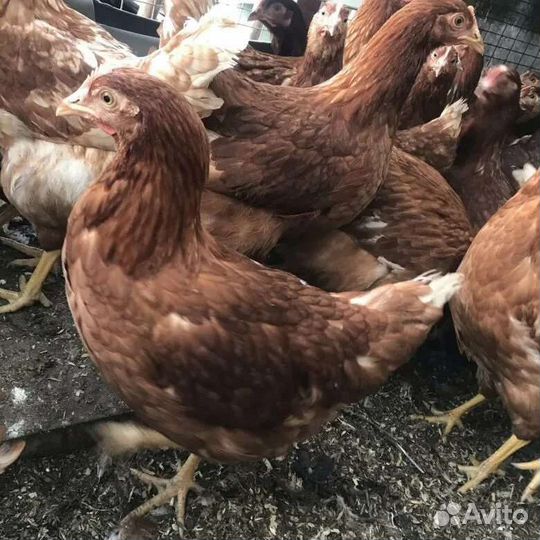 Курочки молодки разных пород