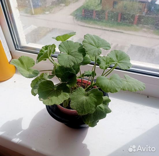 Пеларгония герань