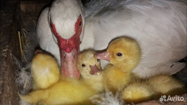 Мускусные утята индоутки