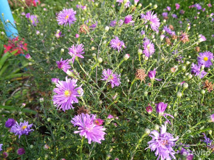 Сентябринки