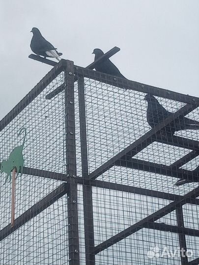 Продажа николаевских голубей