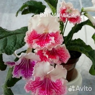 Стрептокарпусы