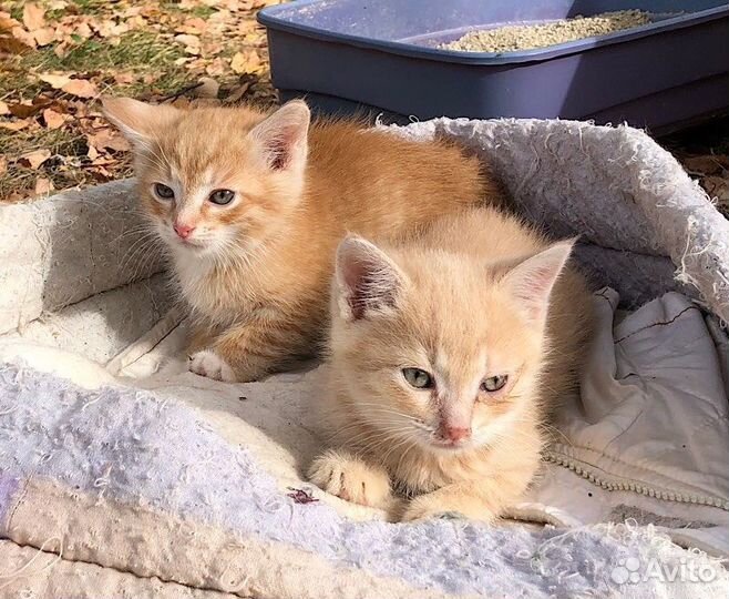 Котята бесплатно