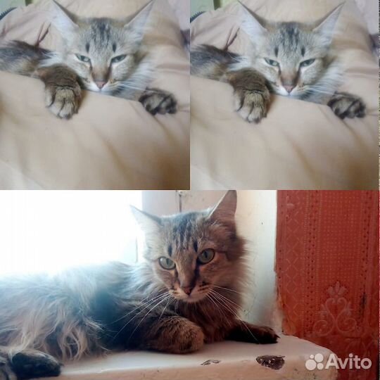Котенок юниор девочка