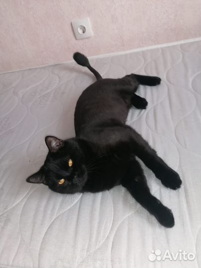 Котик в дар