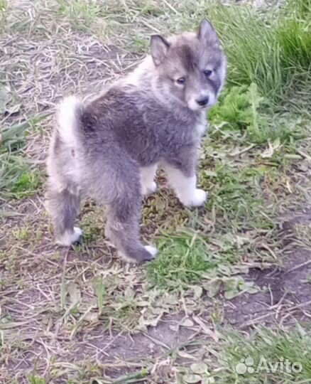 Западно сибирская лайка