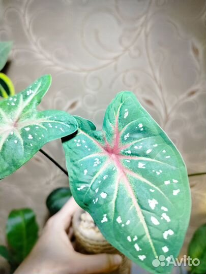 Каладиум Ред Флеш