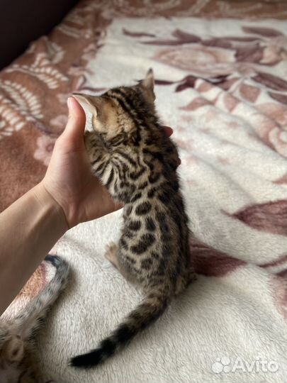 Бенгальские котята