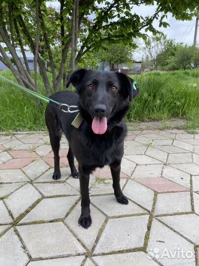 Молодая собачка в добрые руки