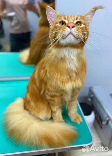 Грумер для кошек. Вычес Мейн-Куна