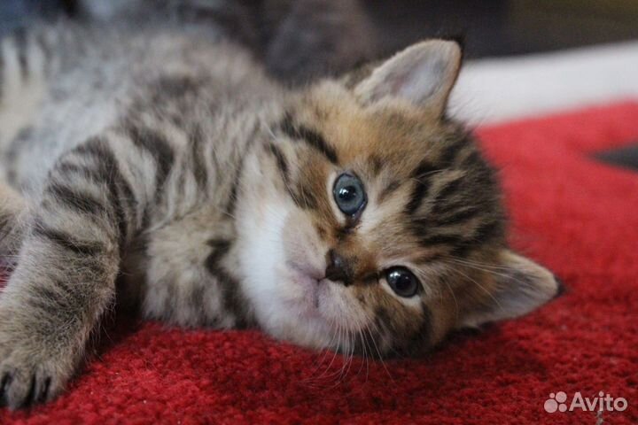 Кошки мейн-кун