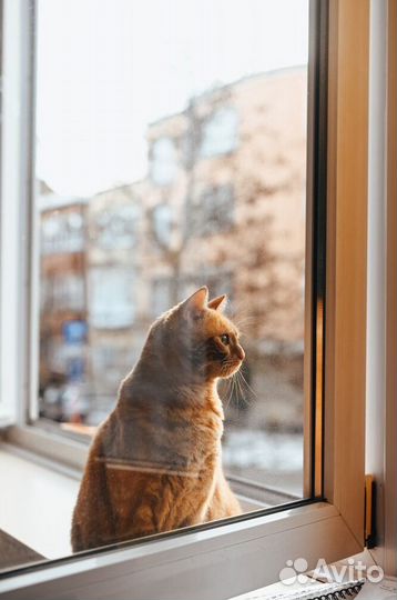 Ремонт окон и дверей. Москитные сетки, установка