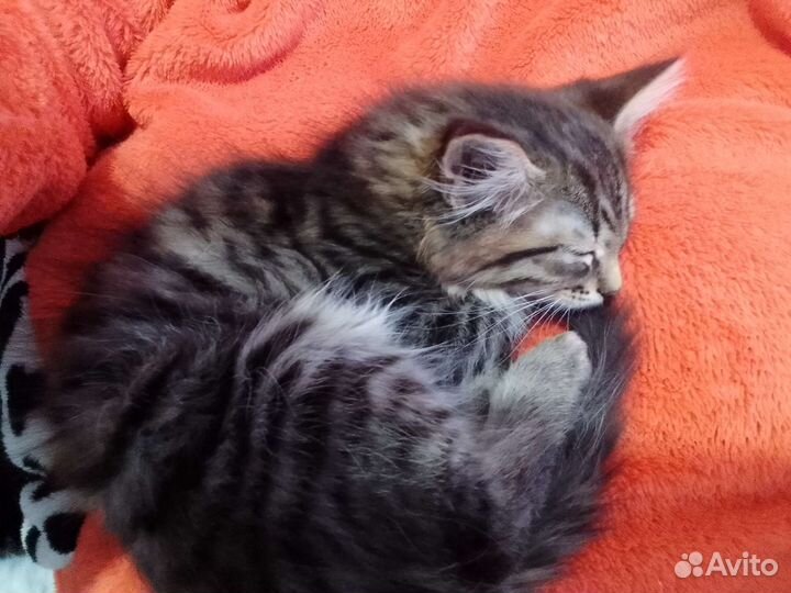 Котятки в добрые руки
