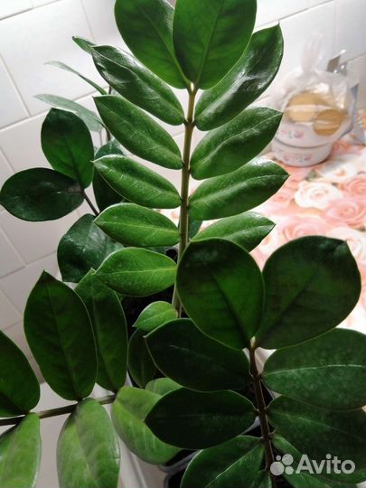 Доллоровое дерево